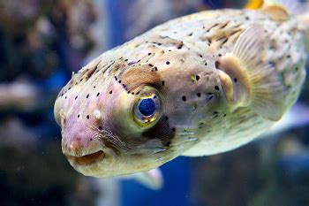 porcupine fish|Porcupinefish Fish Facts .